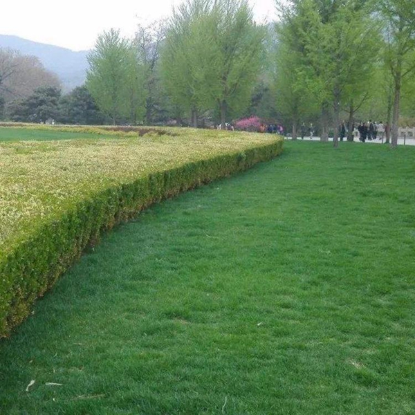1644581335161326.jpg 高羊茅10_副本.jpg