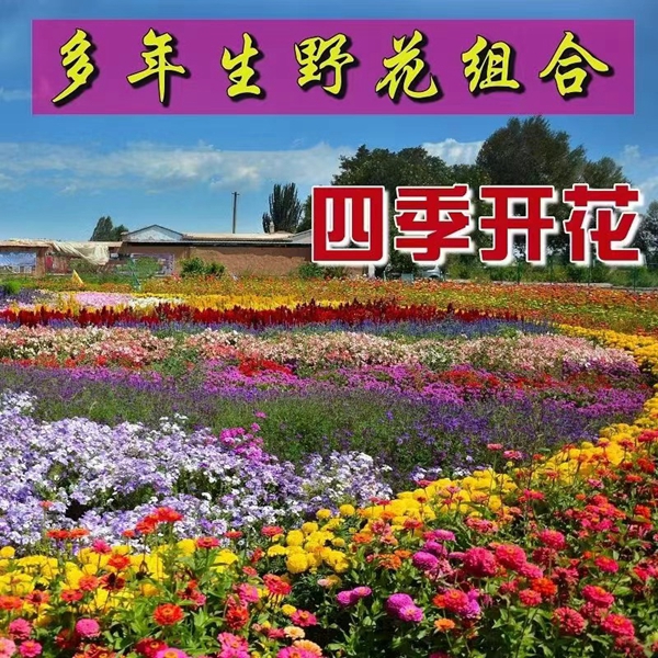 1644830116344923.jpg 野花组合8.jpg