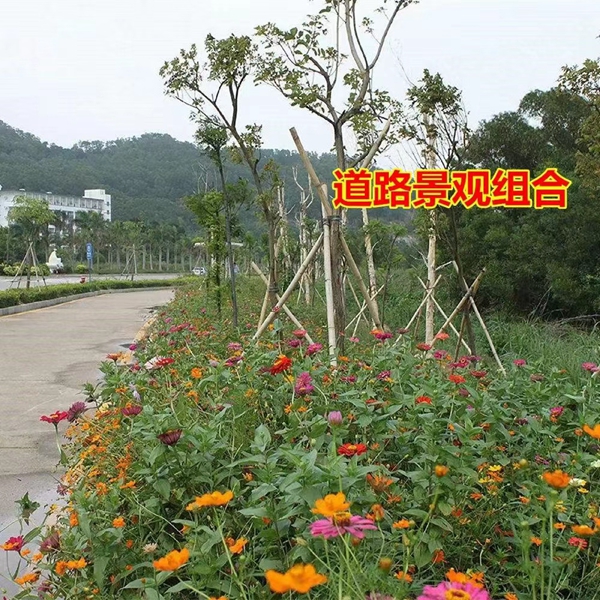 1644830131416108.jpg 野花组合5.jpg