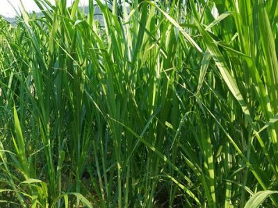 甜象草适合那些地区种植