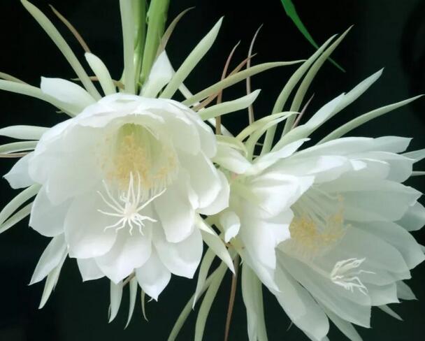 昙花2.jpg