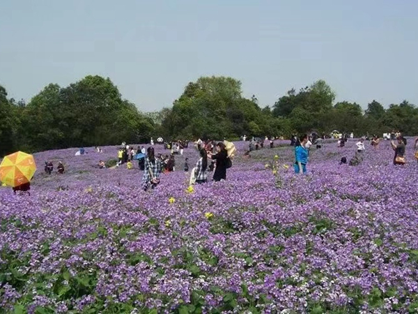 1646915780728204.jpg 二月兰1.jpg