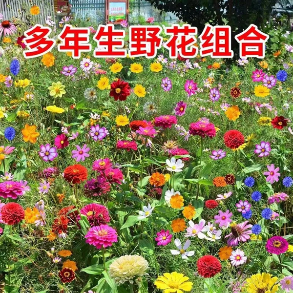 1646916091170367.jpg 野花组合3.jpg
