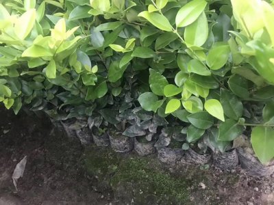 金森女贞什么时候栽植比较好？