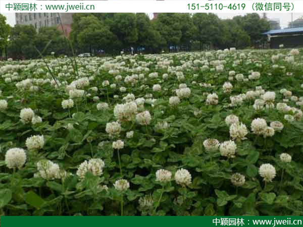 白三叶草9.jpg