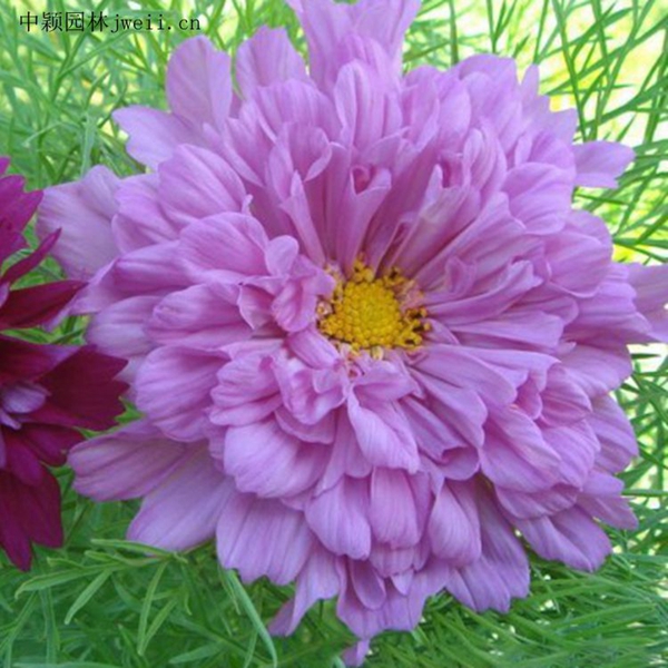 1648030118125778.jpg 格桑花10_副本_副本.jpg