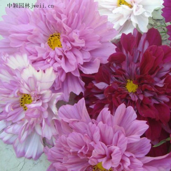 1648032934139657.jpg 格桑花9_副本_副本.jpg