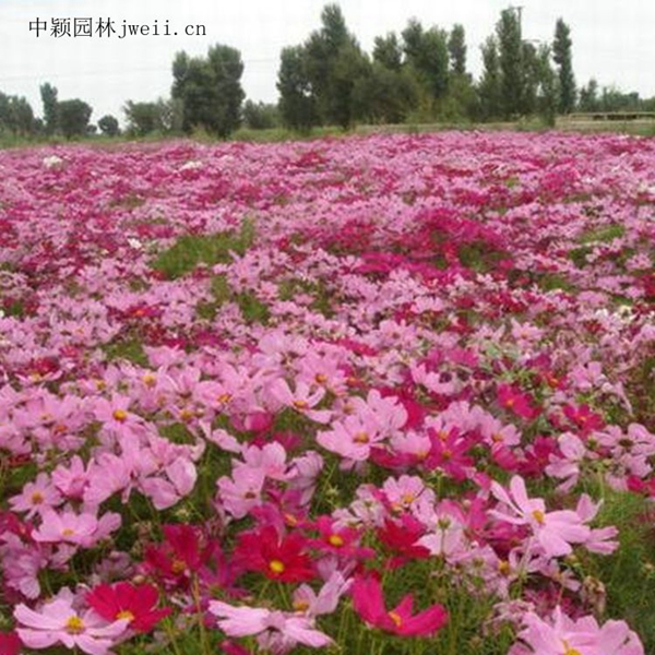 1648032967327682.jpg 格桑花16_副本.jpg