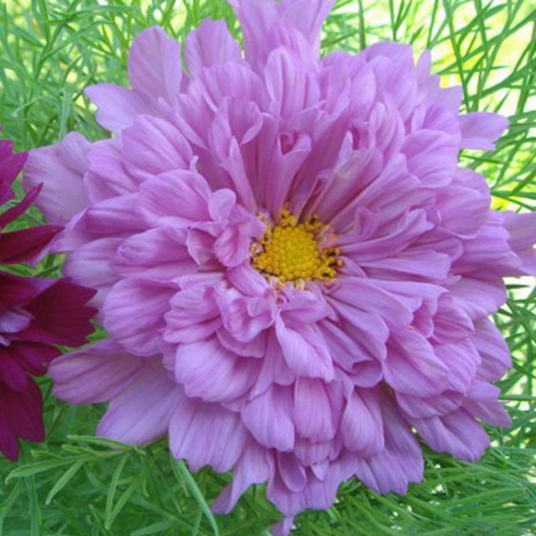 1648035086256716.jpg 格桑花10_副本.jpg