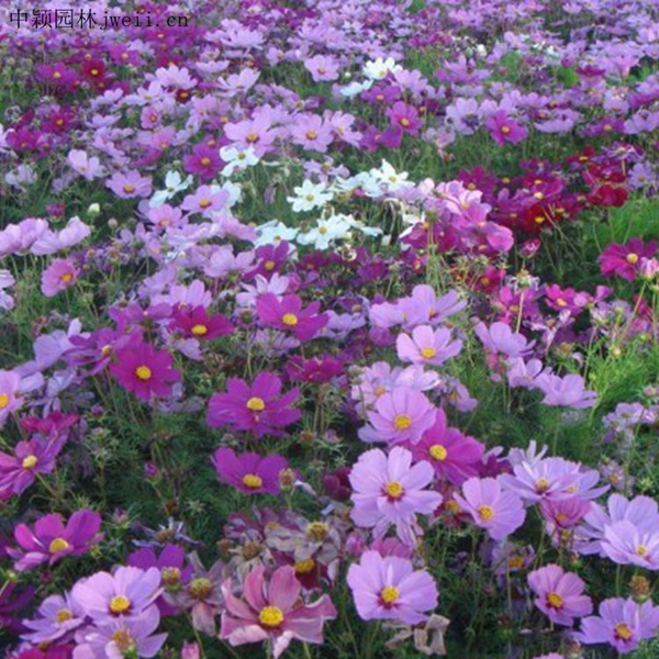 1648035219850745.jpg 格桑花13_副本.jpg