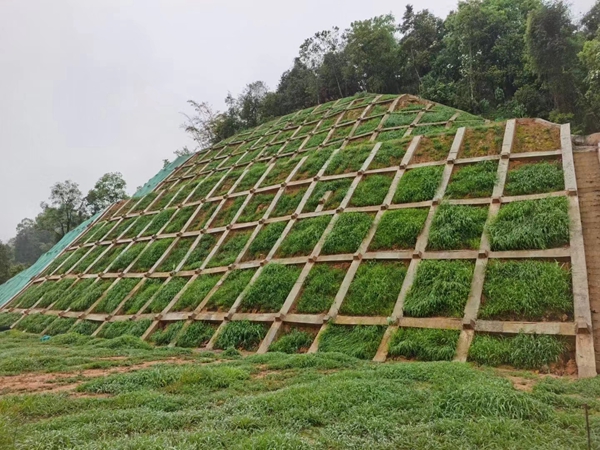 护坡草坪1.jpg