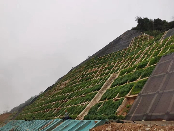 护坡草坪4.jpg