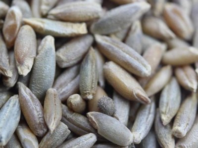 冬牧70黑麦草在北方可以种吗？