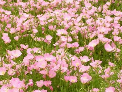 东北可以种花吗？