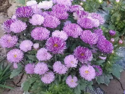 小雏菊的花语是什么？