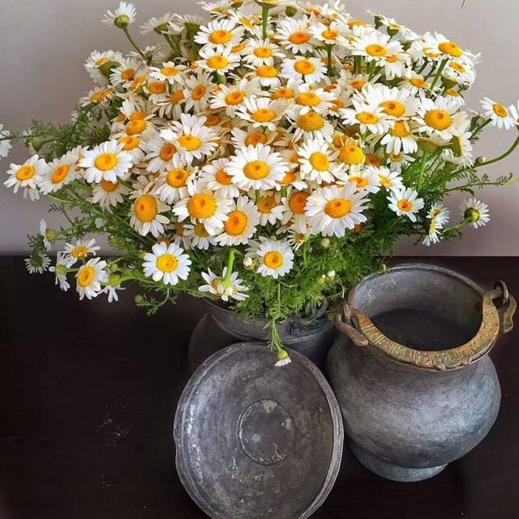 雏菊6.jpg