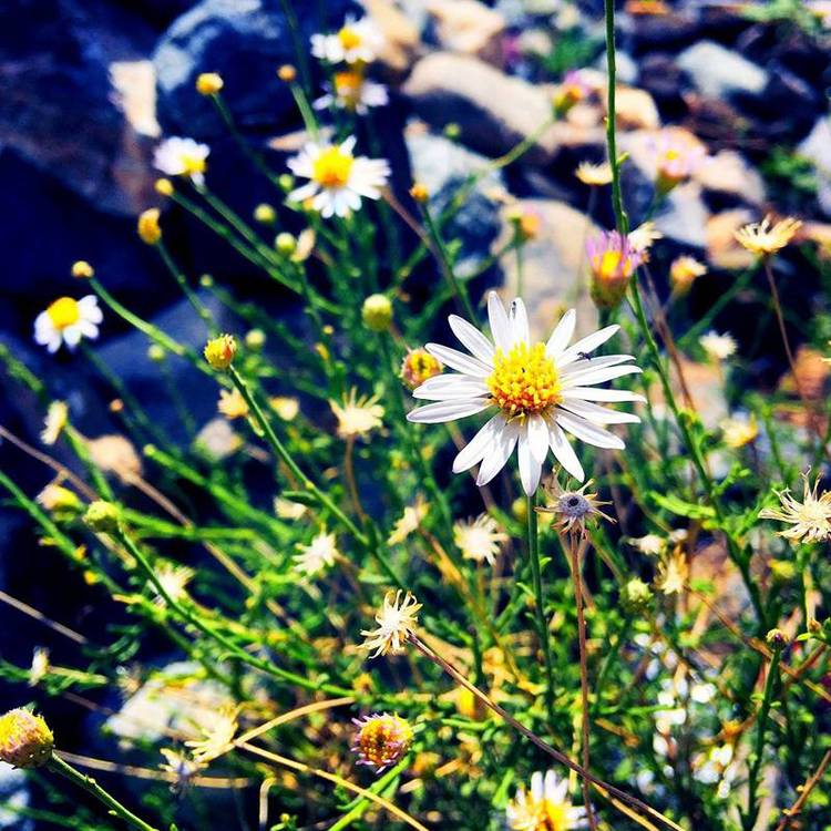 雏菊3.jpg