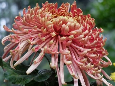 菊花的花语是什么意思？