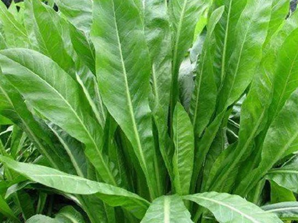 「菊苣」播种前准备与种植方法 「菊苣」播种前准备与种植方法