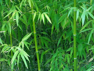 东北三省有竹子吗？