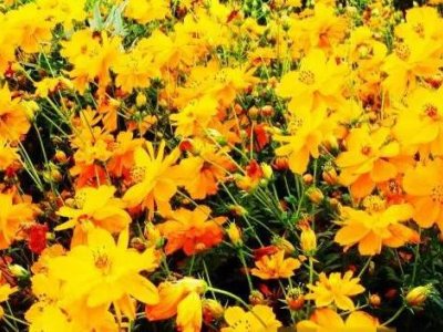 黄秋英是格桑花吗？