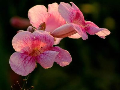 凌霄花喜欢阳光吗？
