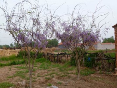 紫藤花秋天开花吗？