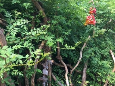 南方适合种凌霄吗？