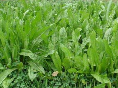 鹅爱吃牧草吗？