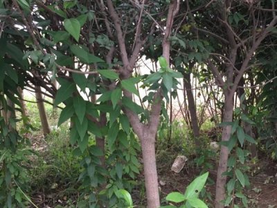 腊梅新疆能种吗？