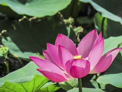 新疆能种荷花吗？