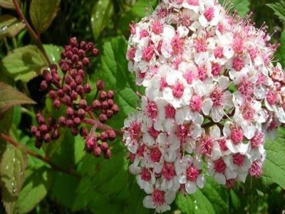 绣线菊是菊花吗？