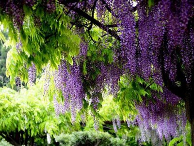 紫藤在春天开花吗？