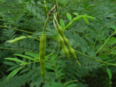 东北能种植苦参吗？