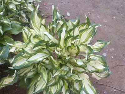 玉簪是耐阴植物吗？