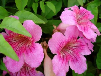 凌宵花影响建筑吗？