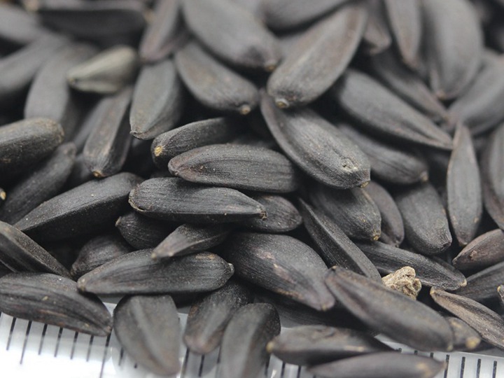 矮向日葵 (7).JPG