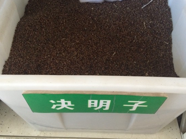 决明子.jpg