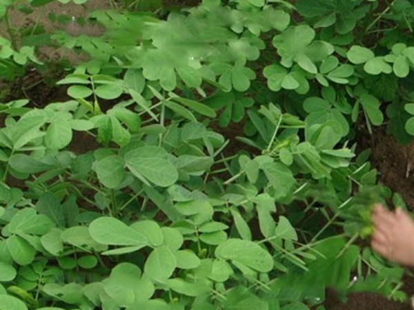决明子7.jpg