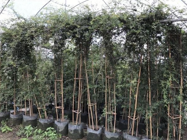 1649162947215858.jpg 木香花23.jpg