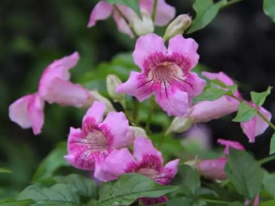 非洲凌霄花爬藤吗？