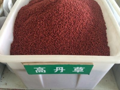 高丹草怕涝吗？