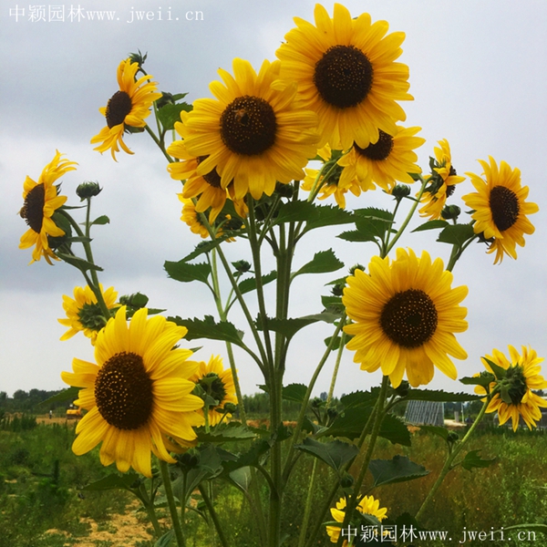 多头向日葵7_副本.jpg