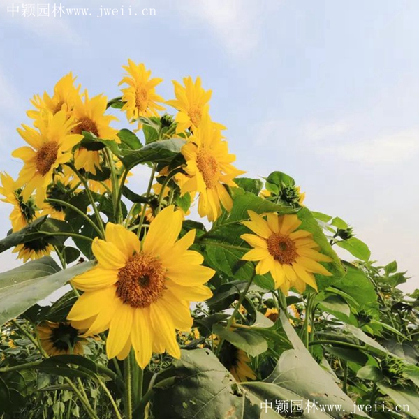 多头向日葵27_副本.jpg