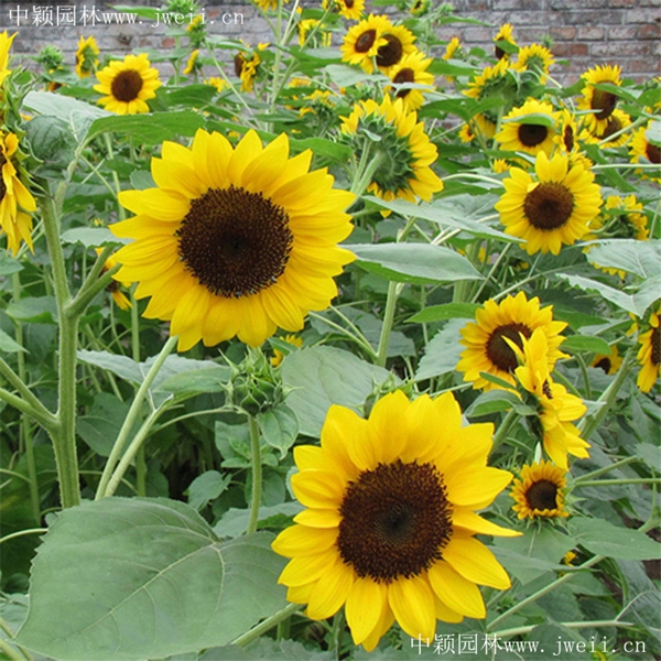 多头向日葵5_副本.jpg