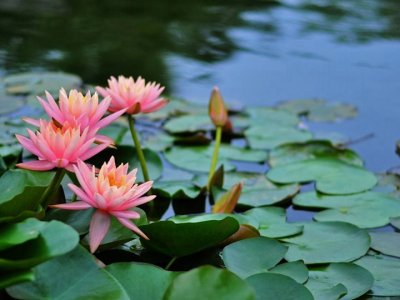 睡莲冬天有叶子吗？
