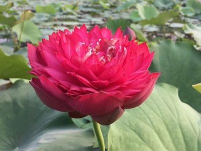 6月还能种荷花吗？