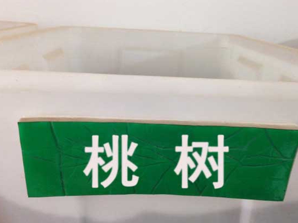 桃树种子.jpg