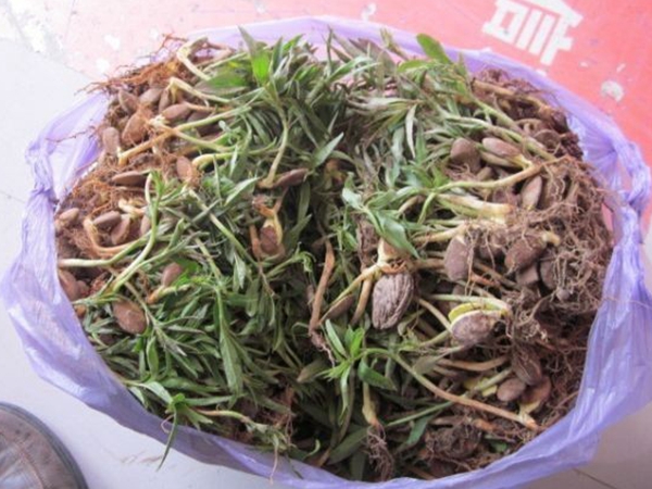 桃树种子5.jpg