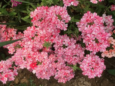 美女樱夏天开花吗？